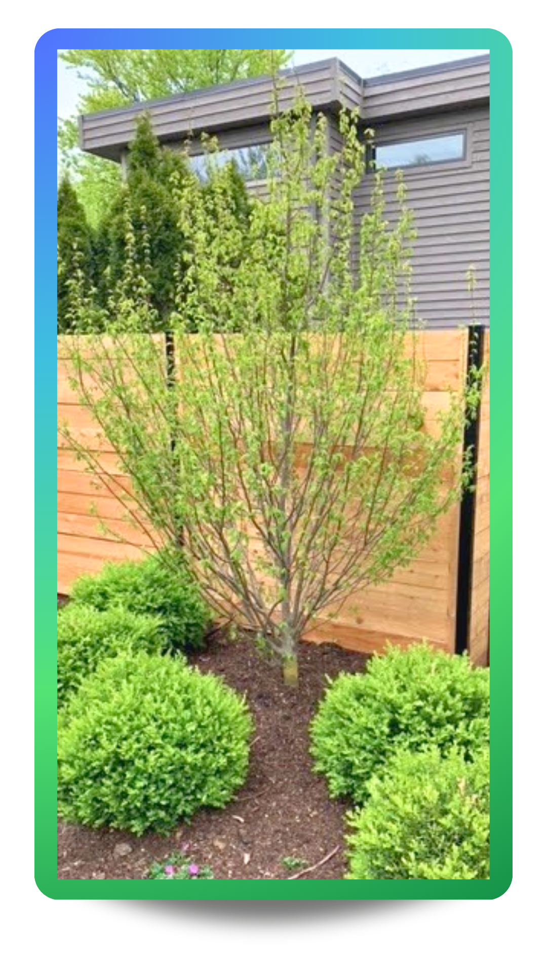 Firespire® American Hornbeam planted near a fence in a landcscape bed surrounded by other plantings